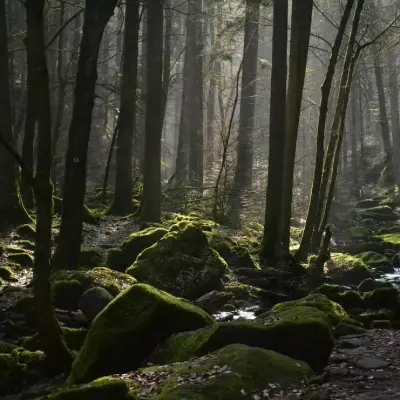Black Forest