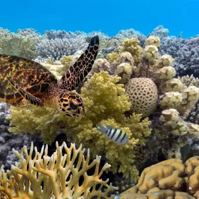 Great Barrier Reef